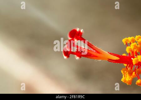 Makrofotografie mit rotem Hibiskus (Hibiscus rosa-sinensis). Stockfoto