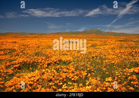 California Golden Mohn in der südlichen kalifornischen Hochwüste Mohn Beibehalten Stockfoto