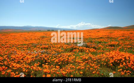 California Golden Mohn in der südlichen kalifornischen Hochwüste Mohn Beibehalten Stockfoto