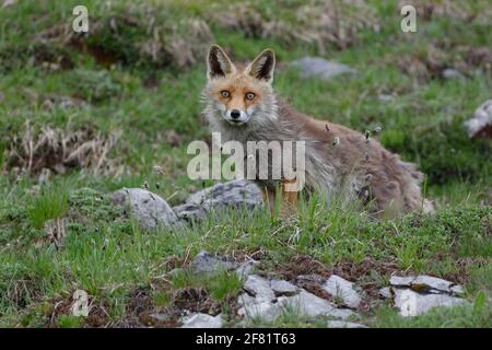 Rotfuchs (Vulpes vulpes) - Nationalpark Vanoise, Alpen, Frankreich Stockfoto