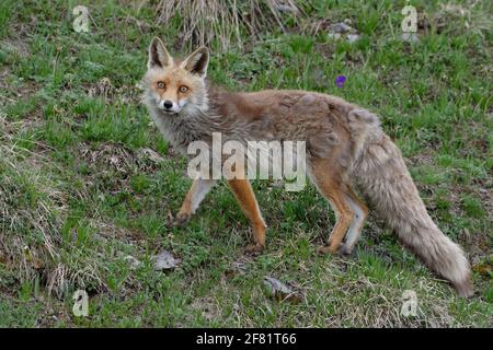 Rotfuchs (Vulpes vulpes) - Nationalpark Vanoise, Alpen, Frankreich Stockfoto