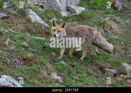 Rotfuchs (Vulpes vulpes) - Nationalpark Vanoise, Alpen, Frankreich Stockfoto