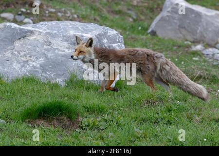 Rotfuchs (Vulpes vulpes) - Nationalpark Vanoise, Alpen, Frankreich Stockfoto