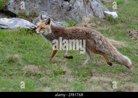 Rotfuchs (Vulpes vulpes) - Nationalpark Vanoise, Alpen, Frankreich Stockfoto