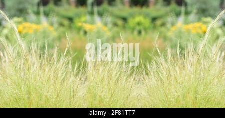 Ein Blick auf einen Streifen von hohem, grünem Gras, das an einem sonnigen Sommertag im Wind schwankt. Stockfoto