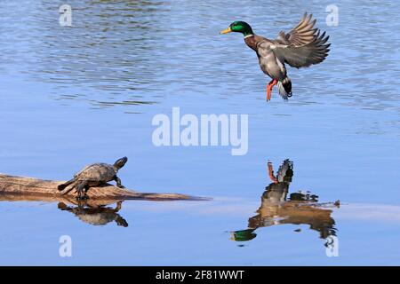 Mallard Ente Landung auf dem See, Quebec, Kanada Stockfoto