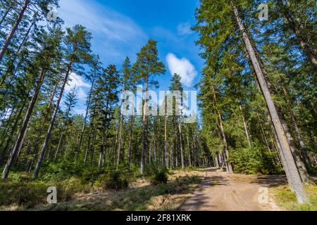 Wald in einer Moorlandschaft in der niederösterreichischen Region waldviertel Stockfoto