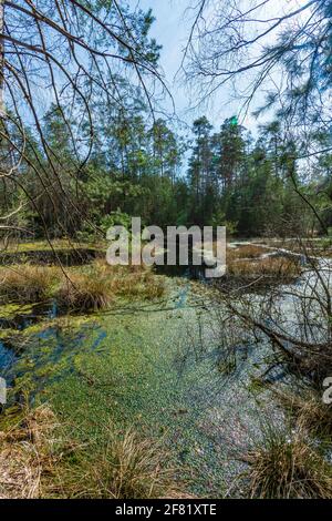 Moorland in der niederösterreichischen Region waldviertel Stockfoto