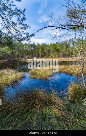 Moorland in der niederösterreichischen Region waldviertel Stockfoto
