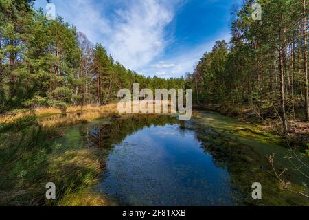 Moorland in der niederösterreichischen Region waldviertel Stockfoto