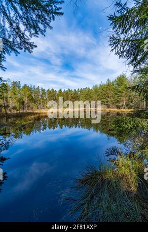 Moorland in der niederösterreichischen Region waldviertel Stockfoto