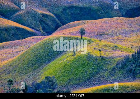 Eines der besten Dinge an Teletubbies Savanna ist, dass es in der Nähe des Bromo Mountain liegt. Das Massivgebiet ist eines der meist besuchten touristischen attr Stockfoto