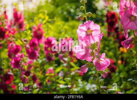 Rosafarbene Blüten von Hollyhock malva, die im Garten auf einem verschwommenen Hintergrund blühen. Stockfoto
