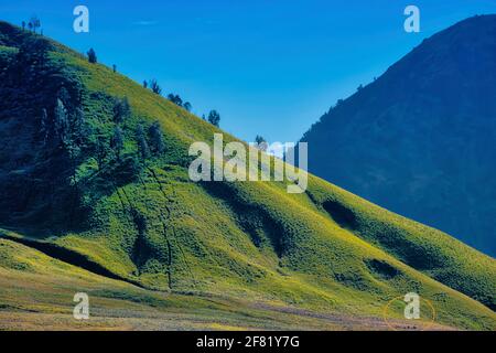 Eines der besten Dinge an Teletubbies Savanna ist, dass es in der Nähe des Bromo Mountain liegt. Tatsächlich befindet sie sich im östlichen Teil des Bromo Crate Stockfoto