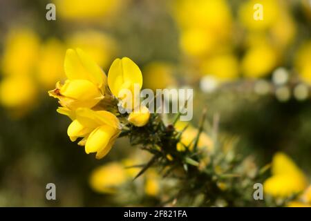 Nahaufnahme der Gorse-Blüte auf der kornischen Klippe Stockfoto