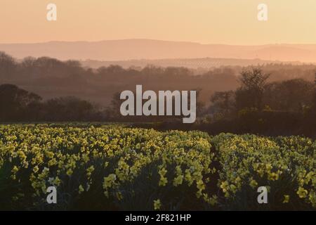 Feld von goldenen kornischen Narzissen im Frühlings-Abendlicht Stockfoto