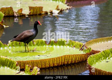 Vögel auf riesigen Seerosen, Botanischer Garten, Pamplemousses, Mauritius, Afrika Stockfoto