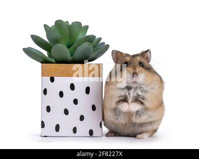 Niedlicher Hamster, der neben einer kleinen grünen Sukulente in einer papierverzierten Schachtel steht. Isoliert auf weißem Hintergrund. Stockfoto