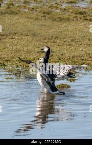 Zwei Weißwangengänse stehen im See. Sie tanzen mit ausgebreiteten Flügeln in der Sonne, Spiegelungen im Wasser Stockfoto