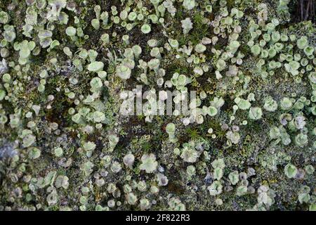 Draufsicht auf wachsende Cladonia Flechten Stockfoto