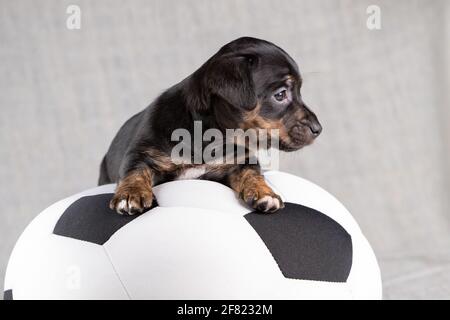 Jack Russell Terrier Welpe liegt auf einem weichen weißen mit schwarzem Spielzeugball, 5 Wochen alten brindle Hund. Selektiver Fokus auf die Augen Stockfoto