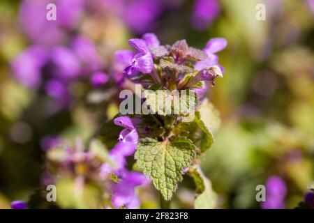 Blüten von Lamium pureum, bekannt als rote Totennessel, violette Totennessel oder purpurner Erzengel Stockfoto