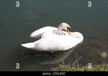 Schwan Stockfoto