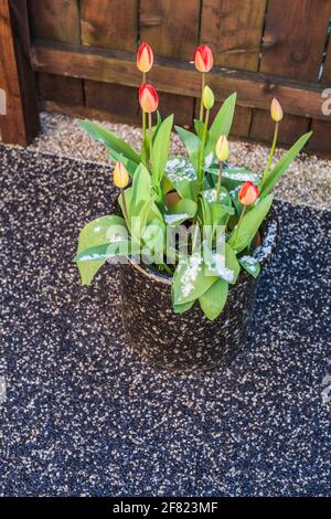 Stockton On Tees, Großbritannien. April 2021. Wetter in Großbritannien. Schneeverwehungen und Sonnenschein beeinflussen heute den Nordosten Englands.Schnee auf Tulpen. David Dixon/Alamy Stockfoto