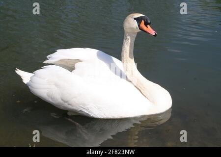Schwan Stockfoto