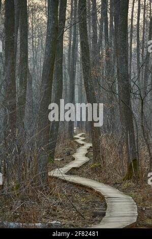 Eine hölzerne Fußgängerbrücke, die früh durch einen Laubwald führt Feder Stockfoto