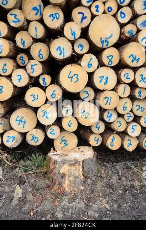 Nummerierte gefällte Bäume auf einem Holzhof oder Holzfällergelände, Baumstämme Stapel von Holzstämmen im Wald, Querschnitt, Entwaldung, Deutschland, Europa Stockfoto