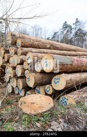 Nummerierte gefällte Bäume auf einem Holzhof oder Holzfällergelände, Baumstämme Stapel von Holzstämmen im Wald, Querschnitt, Entwaldung, Deutschland, Europa Stockfoto