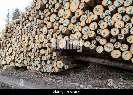 Nummerierte gefällte Bäume auf einem Holzhof oder Holzfällergelände, Baumstämme Stapel von Holzstämmen im Wald, Querschnitt, Entwaldung, Deutschland, Europa Stockfoto