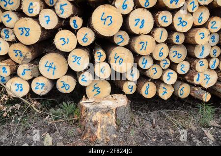 Nummerierte gefällte Bäume auf einem Holzhof oder Holzfällergelände, Baumstämme Stapel von Holzstämmen im Wald, Querschnitt, Entwaldung, Deutschland, Europa Stockfoto