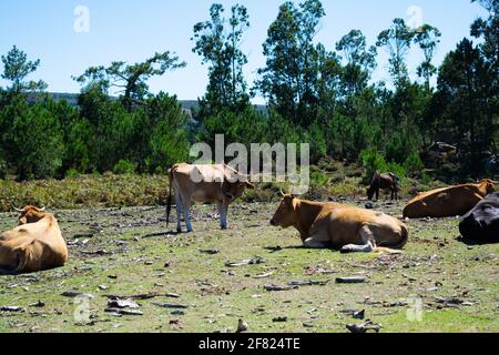 Eine Herde von ruhigen Kühen grasen in den Bergen von Galicien - Spanien Stockfoto