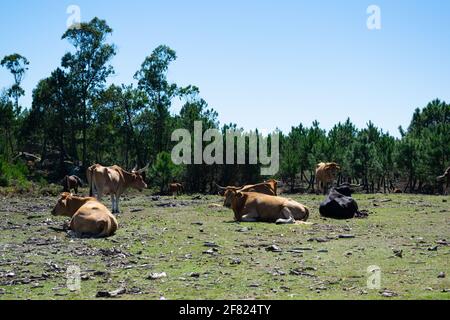 Eine Herde von ruhigen Kühen grasen in den Bergen von Galicien - Spanien Stockfoto