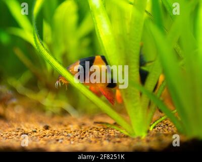 Großer Clownslachel (Chromobotia macracanthus) Versteckt zwischen den Pflanzen in einem Aquarium mit verschwommen Hintergrund Stockfoto