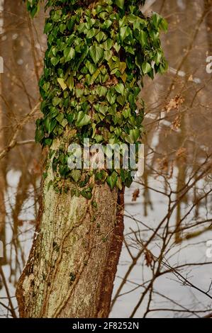 Ivy bedeckt einen Baumstamm im Winterwald Stockfoto