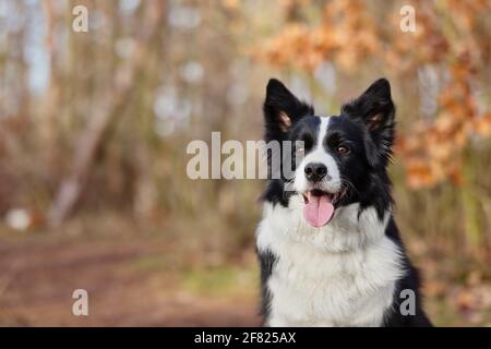 Nahaufnahme des entzückenden Border Collie mit der Zunge im Herbstwald. Nahaufnahme Kopf des schwarzen und weißen Hundes im Wald. Stockfoto