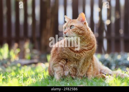 Liebenswert Ingwer Tabby Katze sitzt im Gras während sonnigen Tag im Garten. Orange Cat schaut zur Seite hinaus. Stockfoto