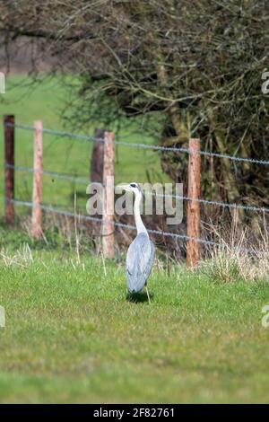 Ein einziger Graureiher, der auf einem Feld steht Stockfoto