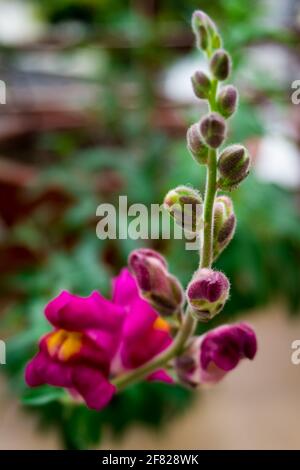 Antirrhinum ist eine Pflanzengattung, die allgemein als Drache bekannt ist Blumen oder Drachen wegen der ausgeflten Ähnlichkeit der Blumen mit Das Gesicht eines Drachen Stockfoto