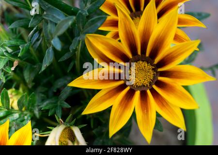 Gazania ist eine Gattung blühender Pflanzen aus der Familie der Asteraceae, die im südlichen Afrika beheimatet ist. Sie produzieren große, Gänseblümchen-ähnliche zusammengesetzte Blütenköpfe in br Stockfoto