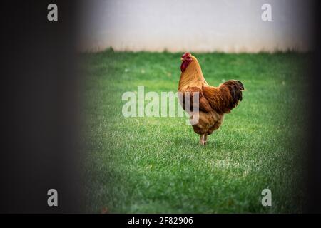 Hahn im Garten hinter dem Zaun. Geflügel in der Tierhaltung Stockfoto