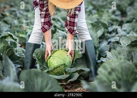 Bauer pflückt Kohl auf dem landwirtschaftlichen Feld. Frau in karierten Hemden, Strohhut und Gummistiefeln und bei der Arbeit im Gemüsegarten. Ökologischer Landbau A Stockfoto