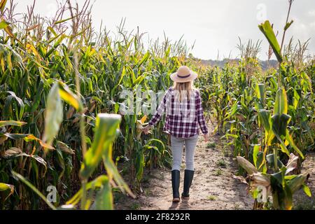 Bäuerin im Maisfeld. Frau, die Maisernte vor der Ernte inspiziert. Landwirtschaftliche Tätigkeit Stockfoto