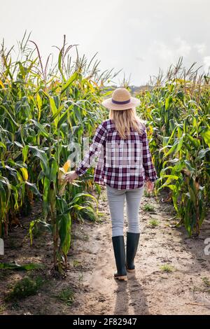 Landarbeiter im Maisfeld. Eine Bäuerin, die Maisernte untersucht. Landwirtschaftliche Tätigkeit vor der Ernte Stockfoto