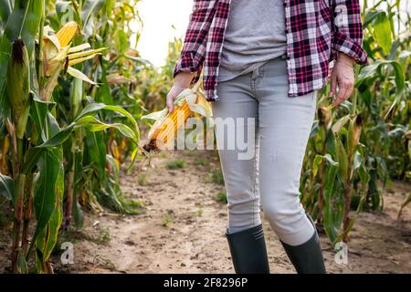 Landwirt im Maisfeld. Frau, die Maiskolben inspiziert. Landwirtschaftliche Tätigkeit vor der Ernte Stockfoto