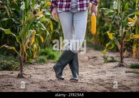 Bauer trägt Gummistiefel und steht auf dem Maisfeld. Weibliche Beine in schützender Arbeitskleidung. Agrarkonzept Stockfoto