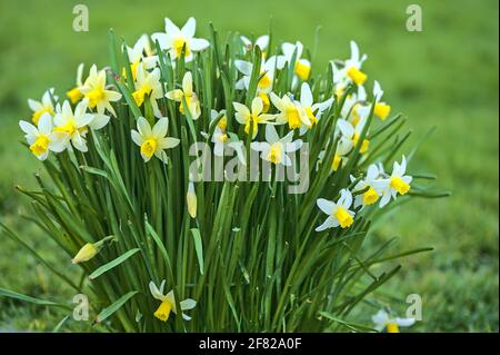 Schöne Nahaufnahme von frühlingsweißen Narzissen (Narcissus) mit gelber Korona, die in Blackrock, Dublin, Irland wächst. Weicher und selektiver Fokus Stockfoto
